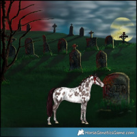 Horse Color:Platinum Chocolate Bay Mushroom Tobiano Appaloosa Rabicano 