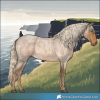 Horse Color:Chocolate Palomino Roan 