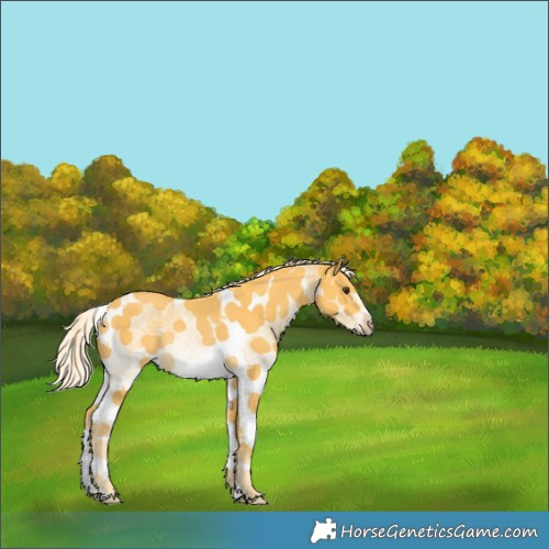 Horse Color:White Spotted Palomino Tobiano Rabicano