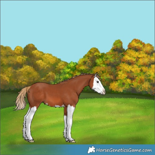 Horse Color:Chestnut Splash