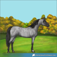 Horse Color:Smoky Blue Roan 