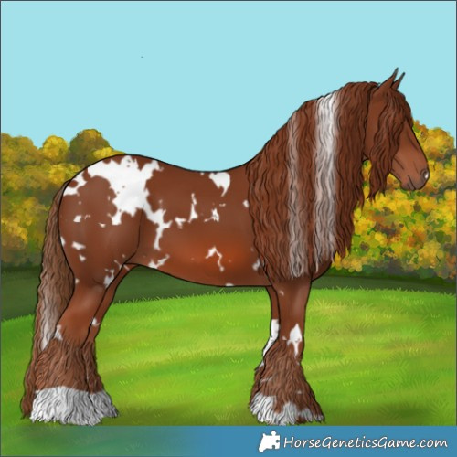 Horse Color:White Spotted Chestnut 