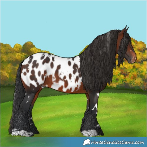 Horse Color:White Spotted Brown Appaloosa 