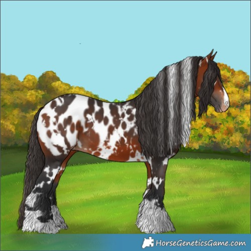 Horse Color:White Spotted Bay Appaloosa 