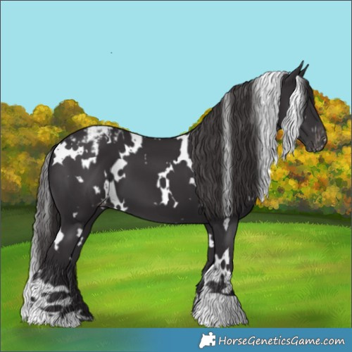 Horse Color:White Spotted Smoky Black Blanket