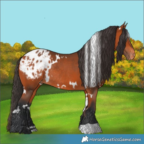 Horse Color:White Spotted Bay Appaloosa Rabicano 
