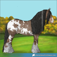 Horse Color:White Spotted Liver Red Dun Appaloosa Rabicano