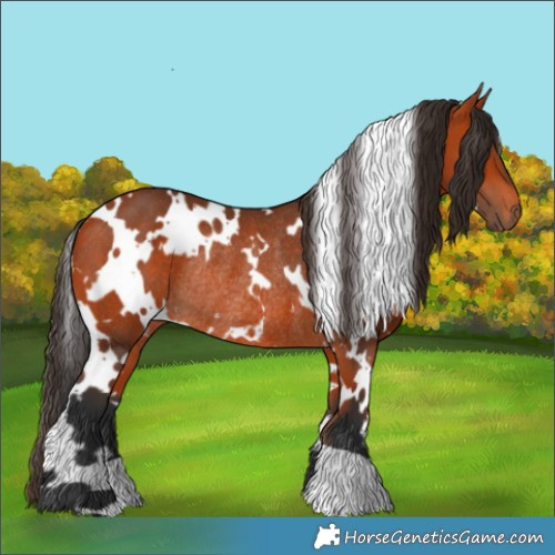 Horse Color:White Spotted Bay Rabicano