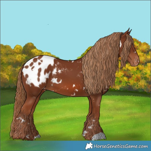 Horse Color:White Spotted Chestnut Blanket