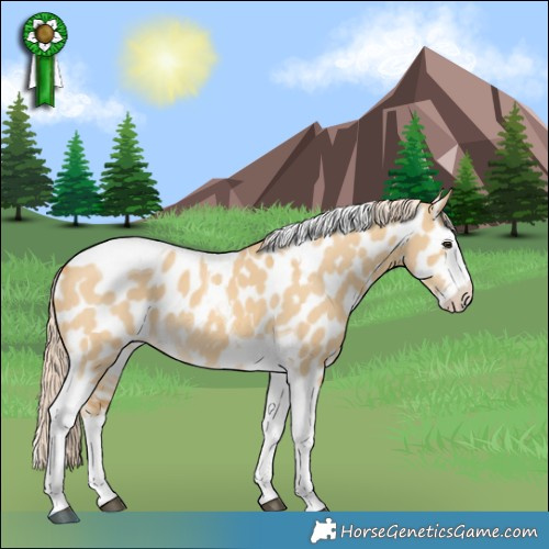 Horse Color:Palomino Dun Splash Tobiano Appaloosa 