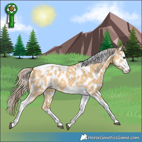 Horse Color:Palomino Dun Splash Tobiano Appaloosa 