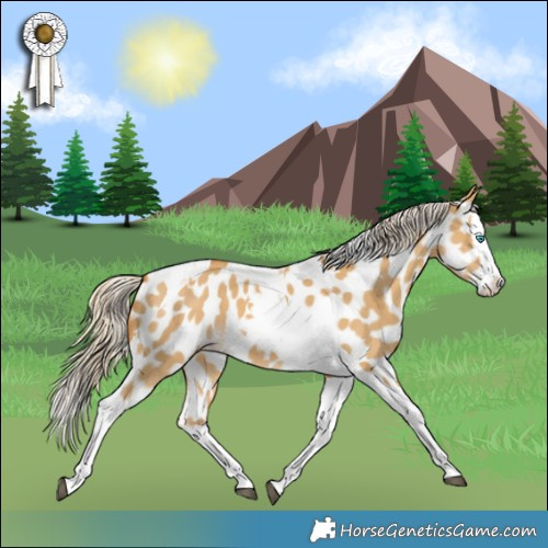 Horse Color:Palomino Dun Splash Tobiano Appaloosa 