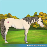 Horse Color:Amber Cream Champagne 