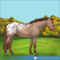 Horse Color:Red Dun Appaloosa  and Red Dun Appaloosa 