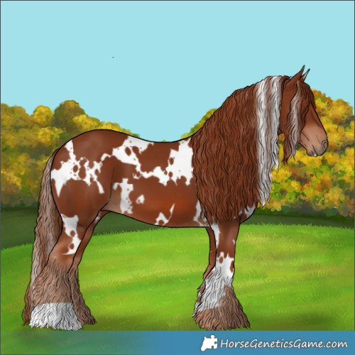 Horse Color:White Spotted Chestnut 