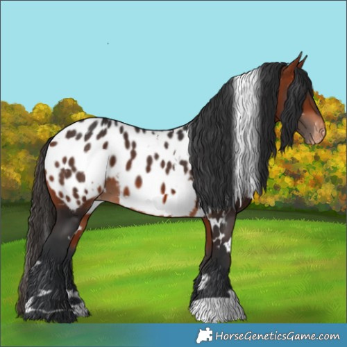 Horse Color:White Spotted Bay Near Leopard