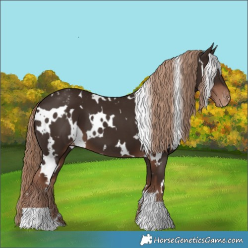 Horse Color:White Spotted Liver Chestnut Appaloosa 