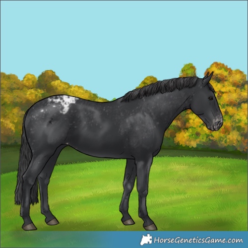 Horse Color:Black Appaloosa Rabicano 