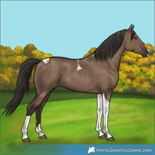 Horse Color:Liver Red Dun Tobiano
