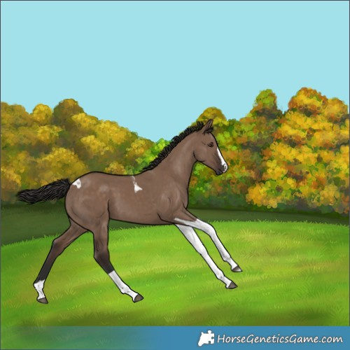 Horse Color:Liver Red Dun Tobiano