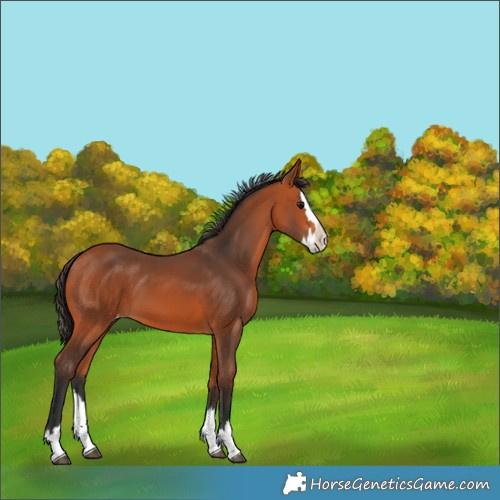 Horse Color:Bay Splash Appaloosa 