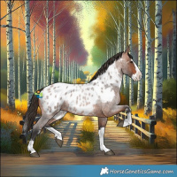Horse Color:Bay Roan Sabino Splash Near Leopard 