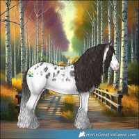 Horse Color:Brown Sabino Splash Appaloosa 