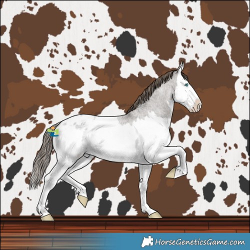 Horse Color:Smoky Grullo Roan Splash Blanket 