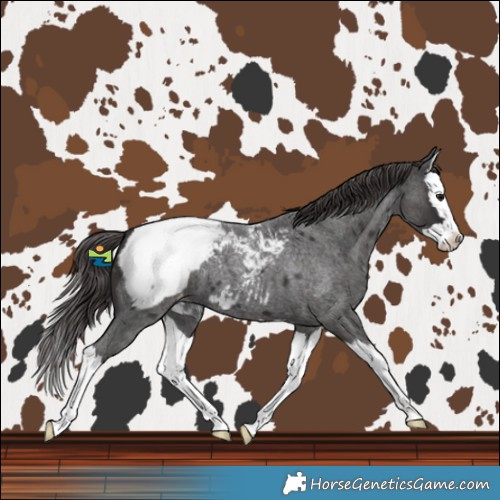 Horse Color:Smoky Blue Roan Splash Snowcap 