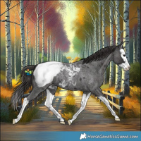 Horse Color:Smoky Blue Roan Splash Appaloosa 
