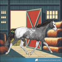 Horse Color:Smoky Blue Roan Splash Appaloosa 