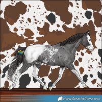 Horse Color:Smoky Blue Roan Splash Snowcap 