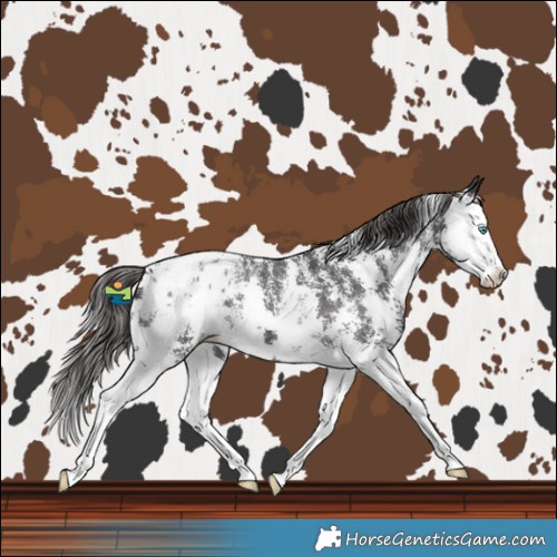 Horse Color:Smoky Black Sabino Splash Blanket 