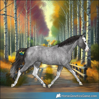 Horse Color:Smoky Blue Roan Splash Appaloosa 