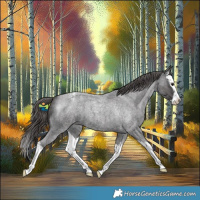 Horse Color:Smoky Blue Roan Splash Snowcap