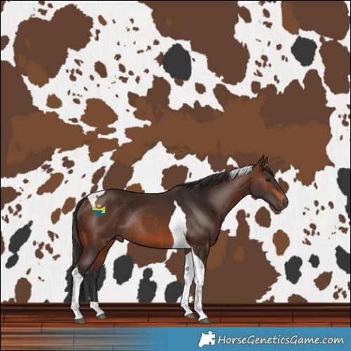 Horse Color:Brown Tobiano Rabicano 