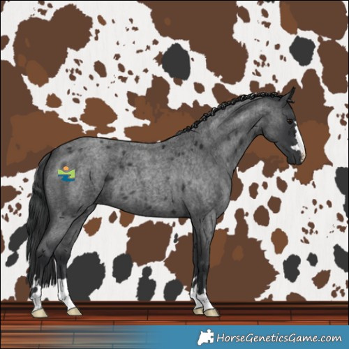 Horse Color:Blue Roan 