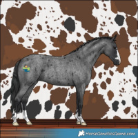 Horse Color:Blue Roan 
