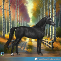 Horse Color:Gray Black