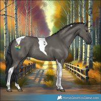 Horse Color:Grullo Tobiano Rabicano