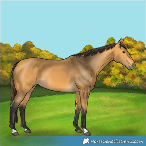 Horse Color:Buckskin 