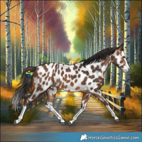 Horse Color:White Spotted Bay Splash Appaloosa Rabicano 