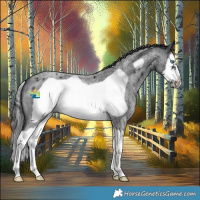 Horse Color:Blue Roan Splash Frame 