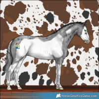 Horse Color:Blue Roan Splash Frame 