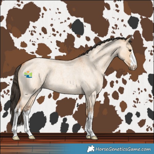 Horse Color:White Spotted Bay Roan Dun 