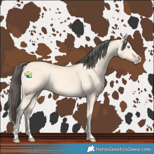 Horse Color:Amber Cream Champagne 