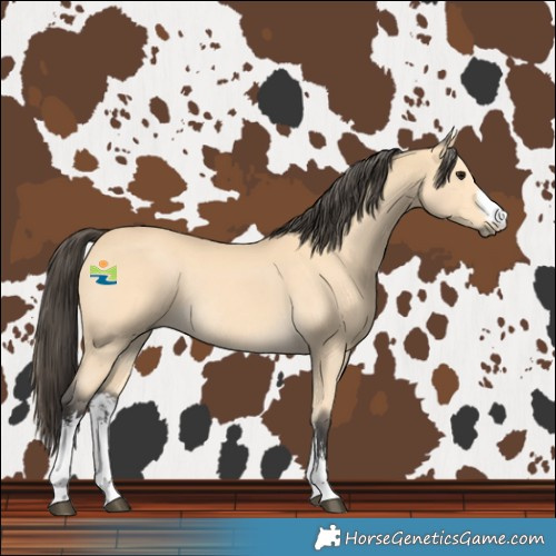 Horse Color:White Spotted Buckskin Rabicano 