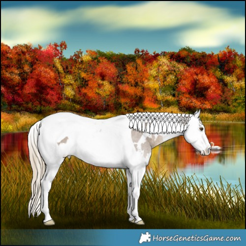 Horse Color:White Spotted Chocolate Palomino Splash Tobiano Rabicano 