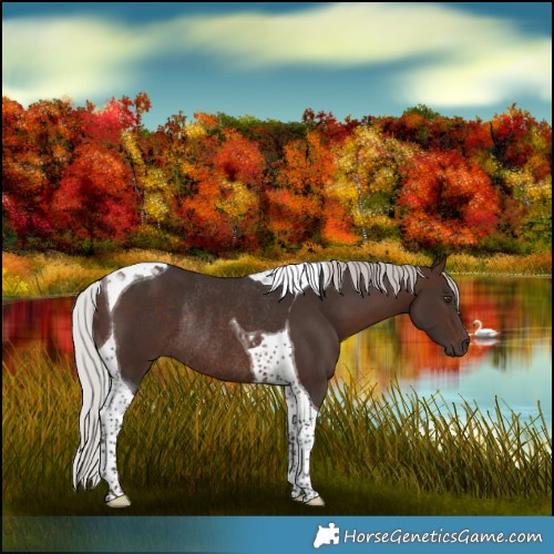 Horse Color:Silver Bay Tobiano Rabicano