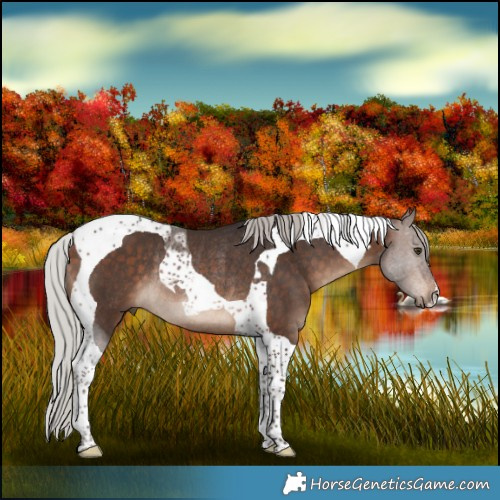 Horse Color:Silver Brown Tobiano Rabicano 